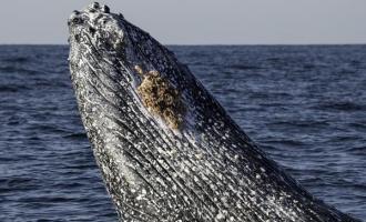 Whales and Mendenhall Glacier