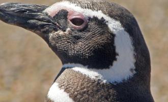 Exclusive Punta Tombo Penguins